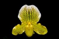 Paphiopedilum Golden Crest Seagraves AM/AOS 80 pts.